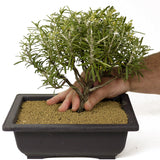 Rosemary Bonsai D186