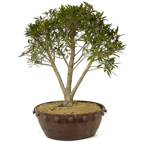 Ficus Neriifolia D189