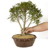 Ficus Neriifolia D189
