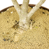 Ficus Neriifolia D189