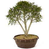 Ficus Neriifolia D189