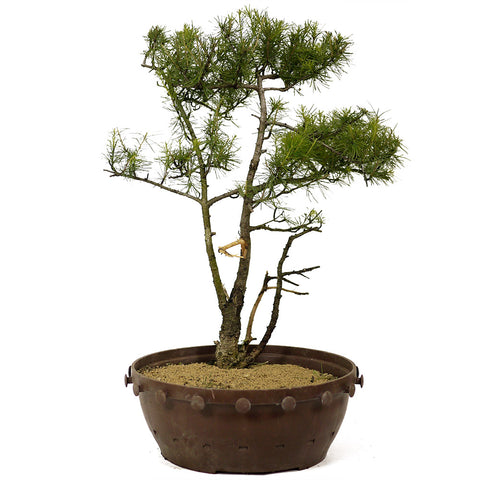 Twin Trunk American Larch - D196