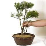 Twin Trunk American Larch - D196