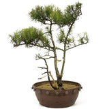 Twin Trunk American Larch - D196
