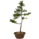 American Larch - D197