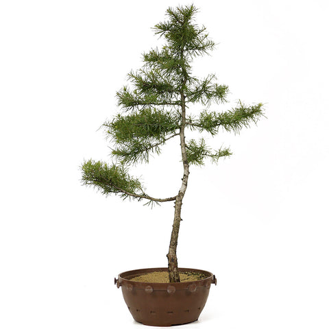 American Larch - D197