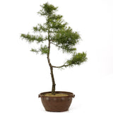 American Larch - D197