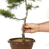 American Larch - D197