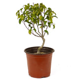 Ficus Too Little Pre-Bonsai D198