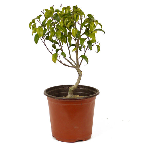Ficus Too Little Pre-Bonsai D198