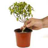 Ficus Too Little Pre-Bonsai D198