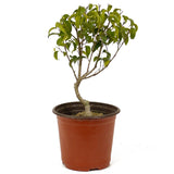 Ficus Too Little Pre-Bonsai D198