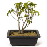 Multi Trunk Ficus Too Little Bonsai D199