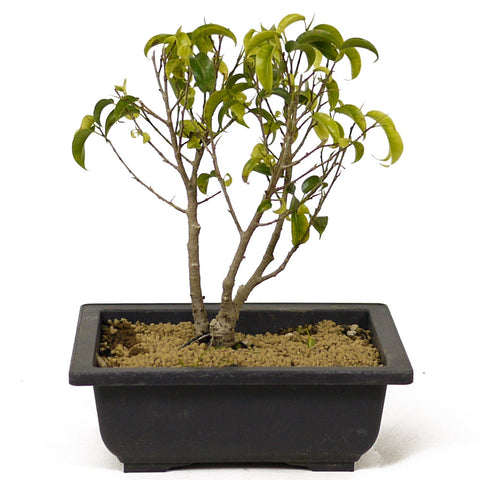 Multi Trunk Ficus Too Little Bonsai D199