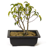 Multi Trunk Ficus Too Little Bonsai D199