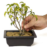 Multi Trunk Ficus Too Little Bonsai D199