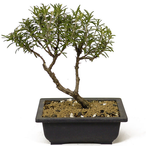 Rosemary Bonsai D200