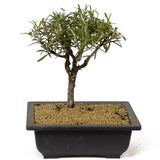 Rosemary Bonsai D202
