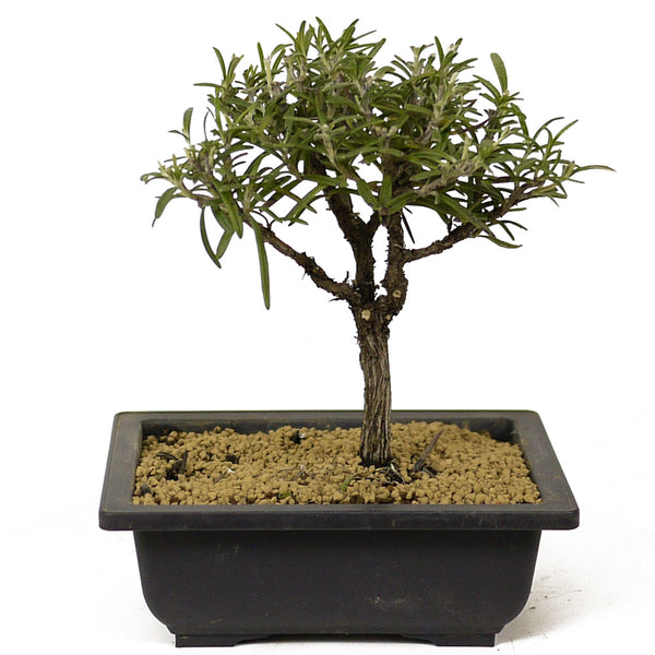 Rosemary Bonsai D202 – Stone Lantern