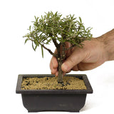 Rosemary Bonsai D202