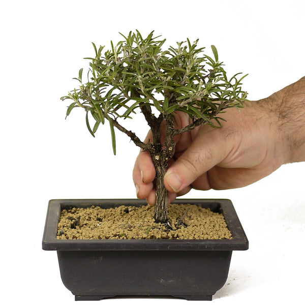 Rosemary Bonsai D202 – Stone Lantern