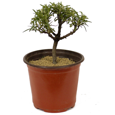 Rosemary Pre-Bonsai D203