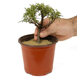 Rosemary Pre-Bonsai D203