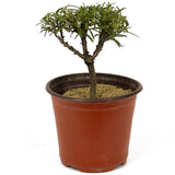 Rosemary Pre-Bonsai D203