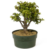 Mini Jade Pre-Bonsai D204