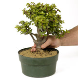 Mini Jade Pre-Bonsai D204