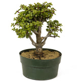 Mini Jade Pre-Bonsai D204
