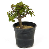 Mini Jade Pre-Bonsai D205