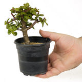 Mini Jade Pre-Bonsai D205