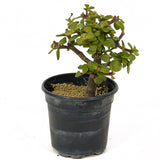 Mini Jade Pre-Bonsai D205