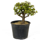 Mini Jade Pre-Bonsai D206