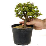 Mini Jade Pre-Bonsai D206