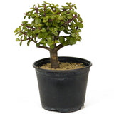 Mini Jade Pre-Bonsai D206