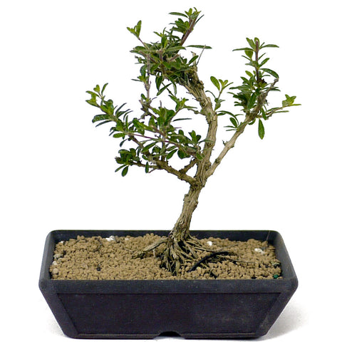 Bahama Berry Bonsai - D207