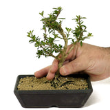 Bahama Berry Bonsai - D207
