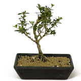 Bahama Berry Bonsai - D207