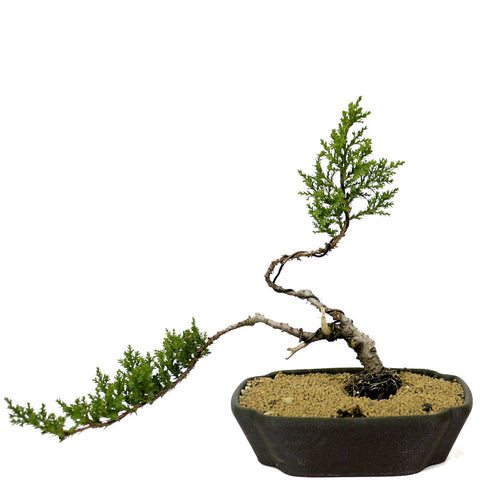 Dwarf Japanese Garden Juniper Bonsai - D208
