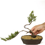 Dwarf Japanese Garden Juniper Bonsai - D208