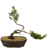 Dwarf Japanese Garden Juniper Bonsai - D208