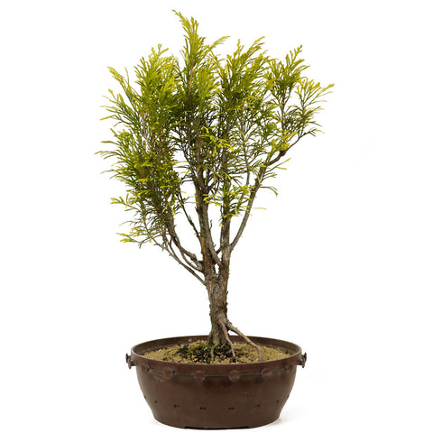 Golden Sawara Cypress - D209