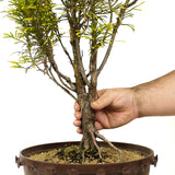 Golden Sawara Cypress - D209