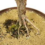 Golden Sawara Cypress - D209