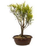 Golden Sawara Cypress - D209