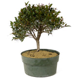 Dwarf Brush Cherry Pre-Bonsai D210