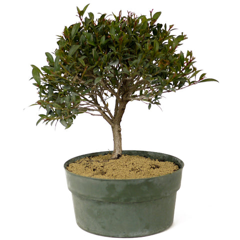 Dwarf Brush Cherry Pre-Bonsai D210