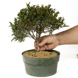 Dwarf Brush Cherry Pre-Bonsai D210